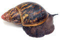Archachatina marginata suturalis Benin adult